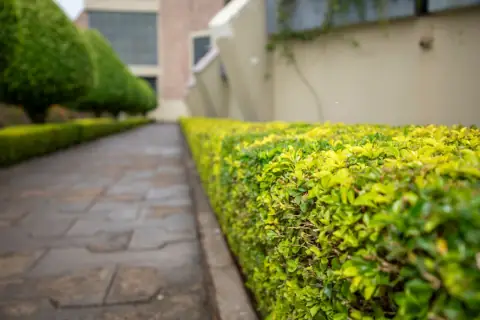 A stone path lined with neatly trimmed green hedges