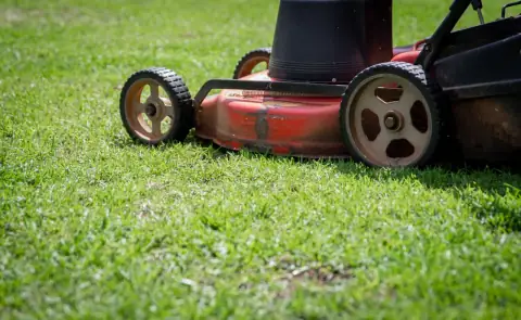 A lawn mower cutting fresh green grass